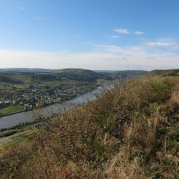 Blick entlang der Hangkante flussabwärts. Unten im Moseltal liegt Wehlen