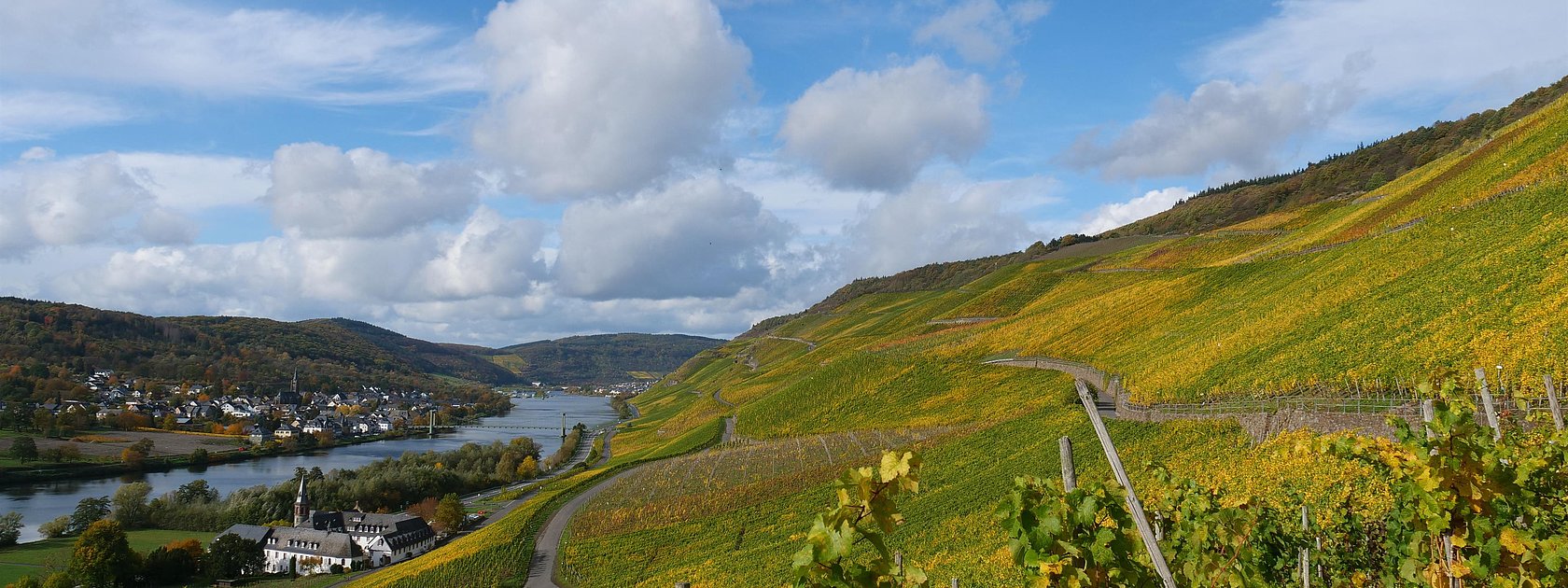 Weinberge in Graach an der Mosel