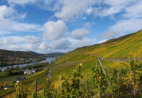 Weinberge in Graach an der Mosel