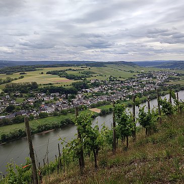 Blick auf Brauneberg
