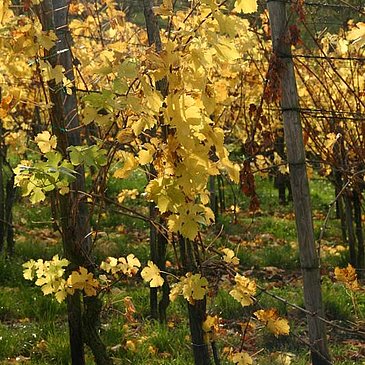 Weinlaub-Hell