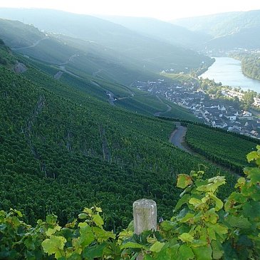 Weinberge über der Mosel
