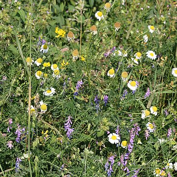 Wiesenblumen entlang der Strecke
