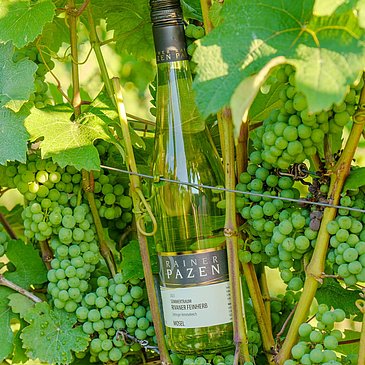Weinflasche im Weinberg