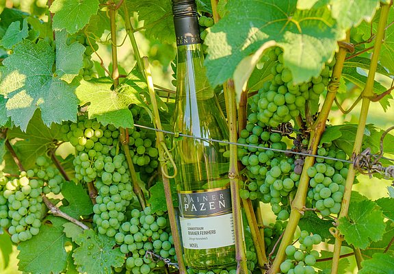 Weinflasche im Weinberg