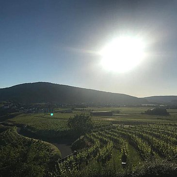 Weinberge in der Sonne in Osann-Monzel
