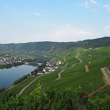 Blick über die Weinberge oberhalb von Piesport
