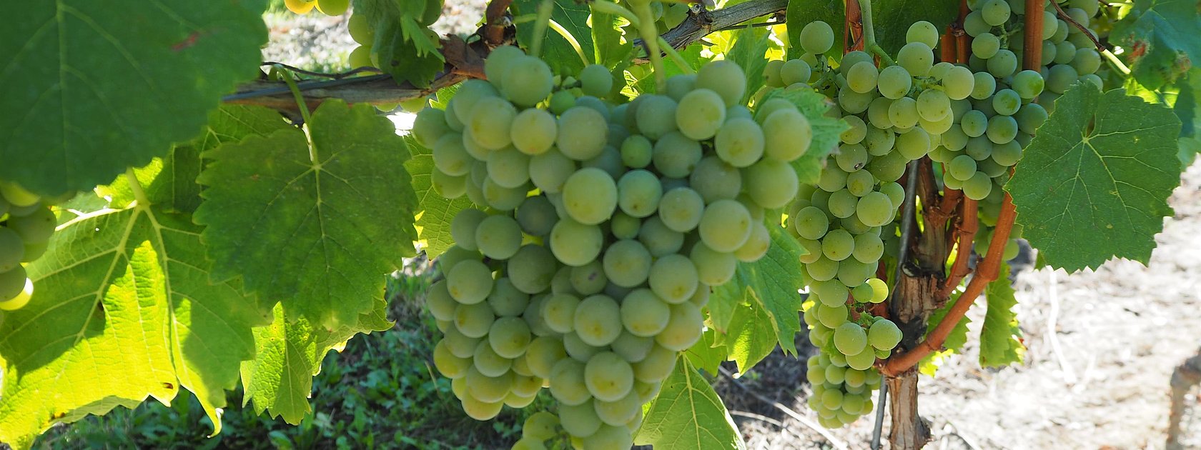 Weinberge an der Mosel