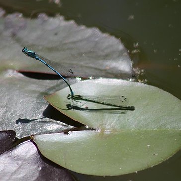 Natur pur