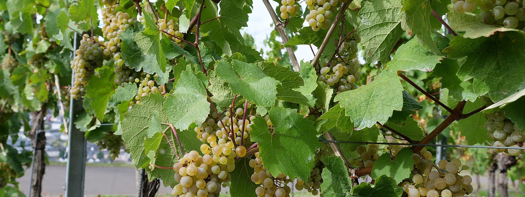Weinberge
