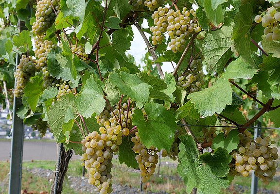 Weinberge