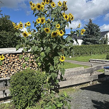Sonnenblume