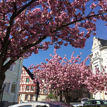 Blühende Bäume vor dem Haus