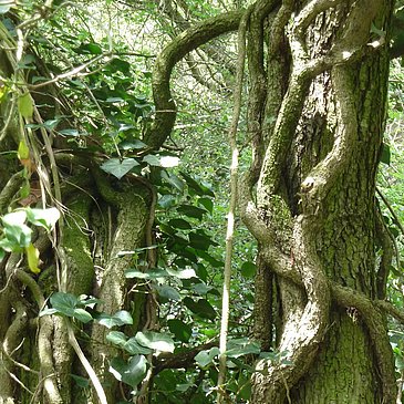 Waldlandschaft Erdener Klettersteig