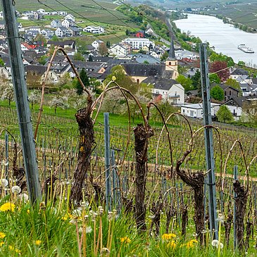 Blick auf Nittel aus den Weinbergen