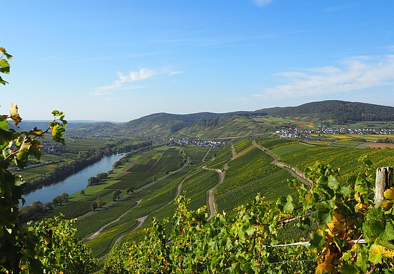 Weinberge in Kesten