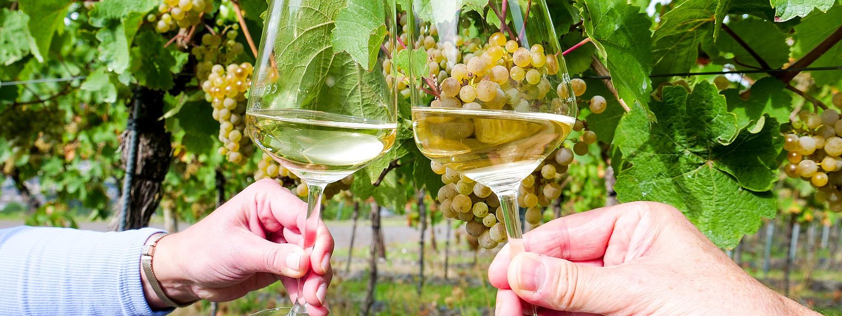 Wein an der Mosel genießen