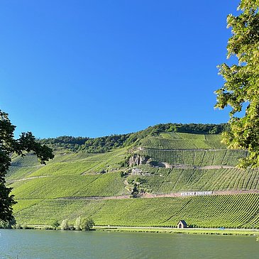 Weinberge an der Mosel