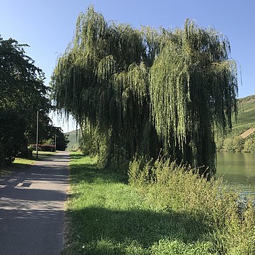 Radweg Andel entlang der Mosel