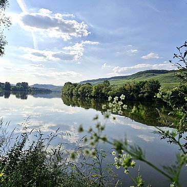 Die Mosel vom Fahrradweg