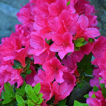 Blumen