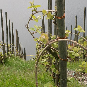 FeWo Bild Weinberg Mai mit Mosel 2