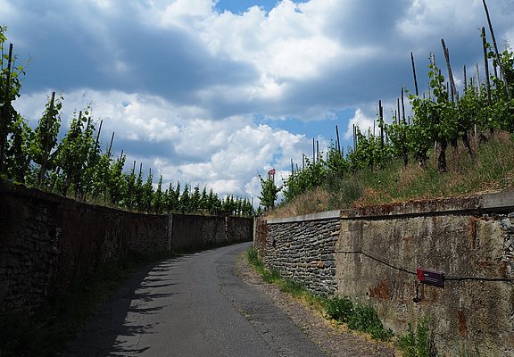 Anstieg durch die Weinberge