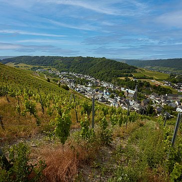 Ausblick Weinberg Neumagen-Dhron