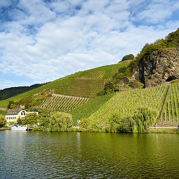 Weinberge an der Mosel