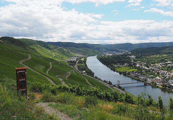 Blick auf die Weinberge