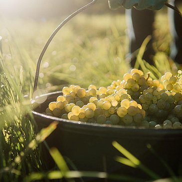 Trauben im Eimer bei der Weinlese