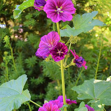 Blumen