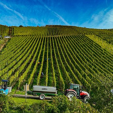 Traktor in den Weinbergen
