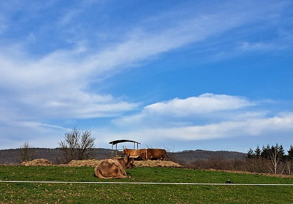 Hochlandrinder auf dem Kueser Plateau