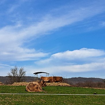 Hochlandrinder auf dem Kueser Plateau