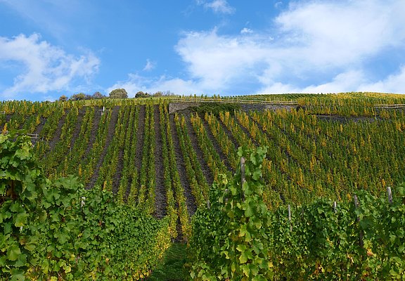 Weinberge an der Mosel