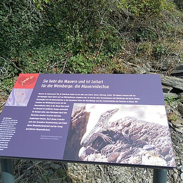 Station 7: die Mauereidechse liebt Riesling-Weinberge