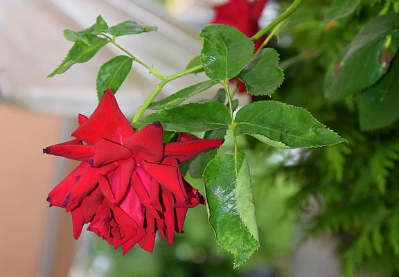 Blumen