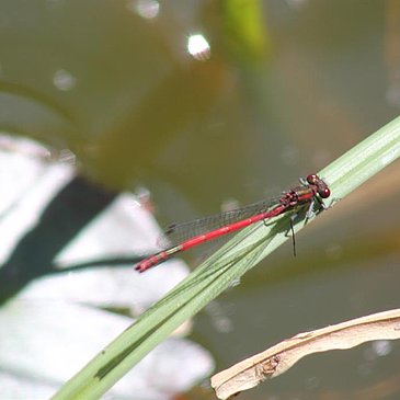 Libelle am Teich