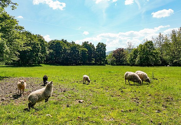 Schafe im Kurpark