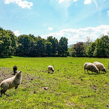 Schafe im Kurpark
