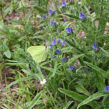 Schmetterling am Wegesrand