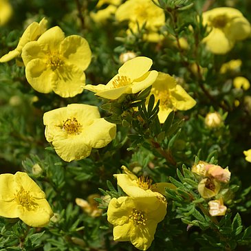 Blumen