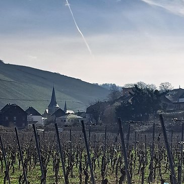 Weinberg mit Dhroner Kirche