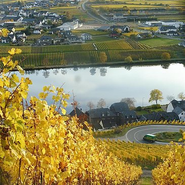 Bild Goldtröpfchen im Herbst