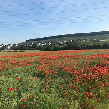 Mohnblumenfeld in Osann-Monzel