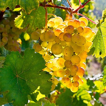 Weintrauben im Weinberg