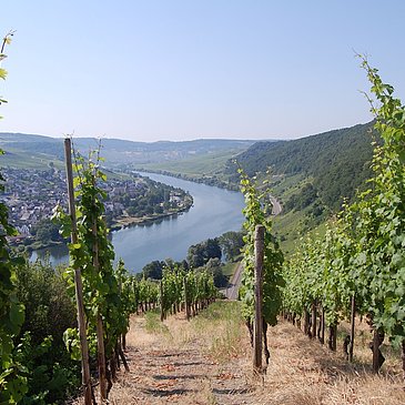 Blick auf Neumagen Dhron