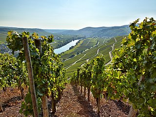 Weinberge in Kesten